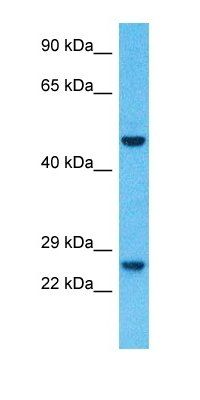 PKHB1 antibody