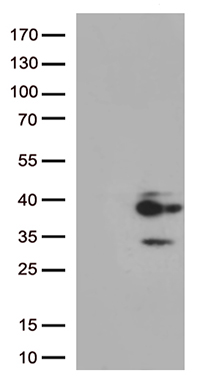 PKI alpha (PKIA) antibody