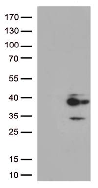 PKI alpha Antibody