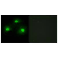PKIA Antibody