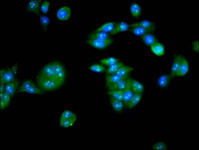 PKIG Antibody