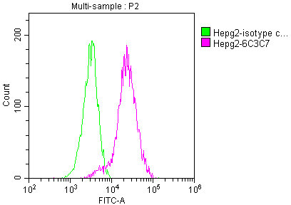 PKM antibody