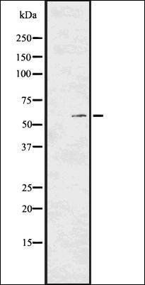 PKM2 (Phospho-Tyr105) antibody