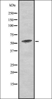 PKM2 (Phospho-Tyr105) antibody