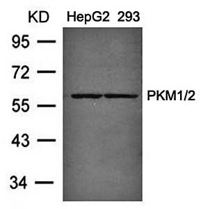 PKM1/2 Antibody