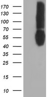PKMYT1 Antibody