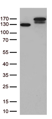 PKN beta (PKN3) antibody