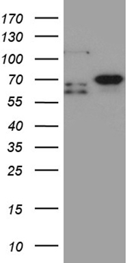 PKN beta (PKN3) antibody