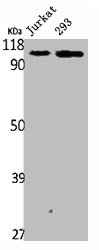 PKP2 Antibody