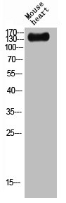 PKP4 Antibody