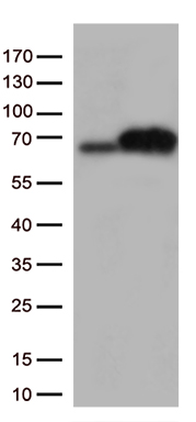 PKR Antibody