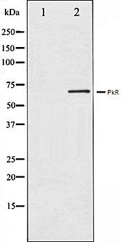 PkR antibody