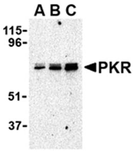 PKR Antibody