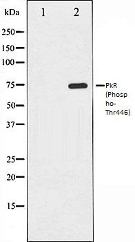 PkR (Phospho-Thr446) antibody
