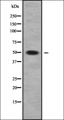 PLA1A antibody