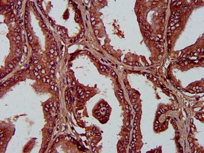 PLA1A Antibody