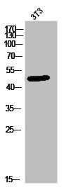 PLA1A antibody