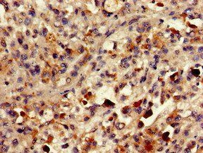 PLA2G10 Antibody