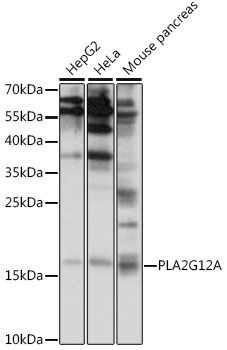 PLA2G12A antibody