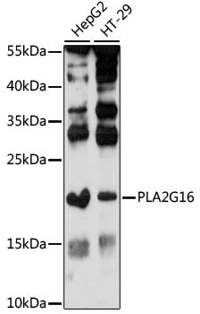 PLA2G16 antibody