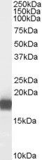 Goat anti-PLA2G1B Antibody