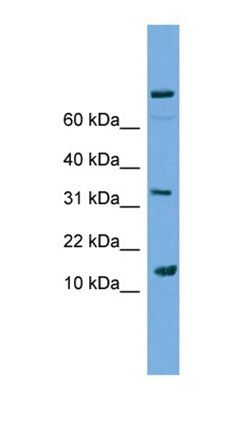PLA2G2E antibody