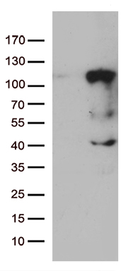 PLA2G3 antibody