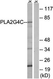 PLA2G4C antibody