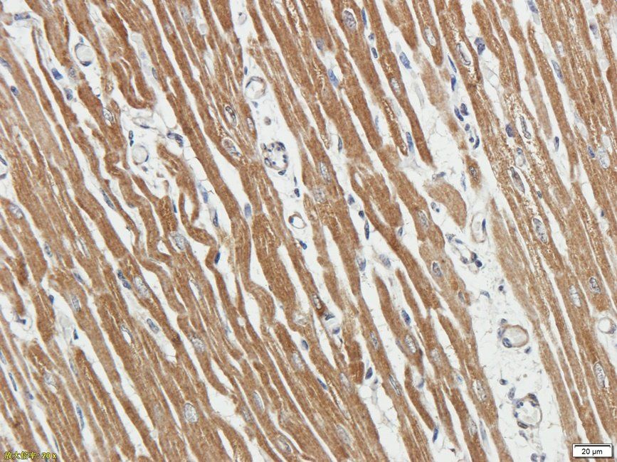 PLA2G5 antibody