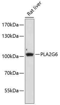 PLA2G6 antibody