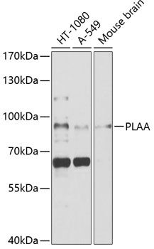PLAA antibody