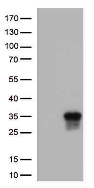 PLAC2 (TINCR) antibody