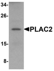 PLAC2 Antibody
