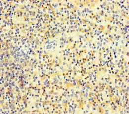 PLAC8 Antibody
