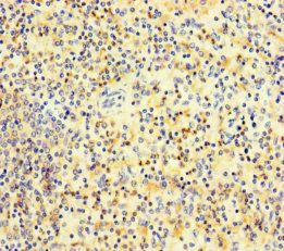 PLAC8 antibody