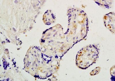 Placental lactogen I+II antibody