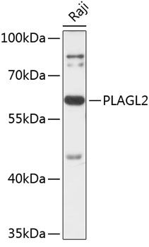 PLAGL2 antibody