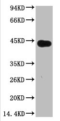 Plant actin antibody