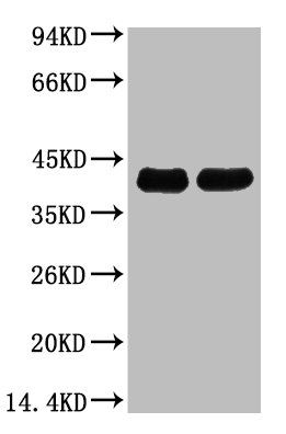 Plant actin Monoclonal Antibody