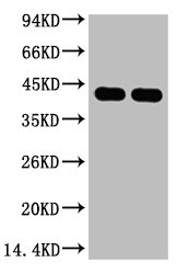 Plant actin antibody