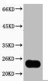 Plant GST antibody