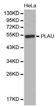 PLAU antibody