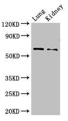 Plbd2 antibody