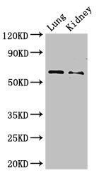 Plbd2 Antibody