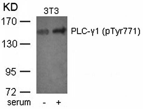 PLC-γ1 (phospho-Tyr771) Antibody