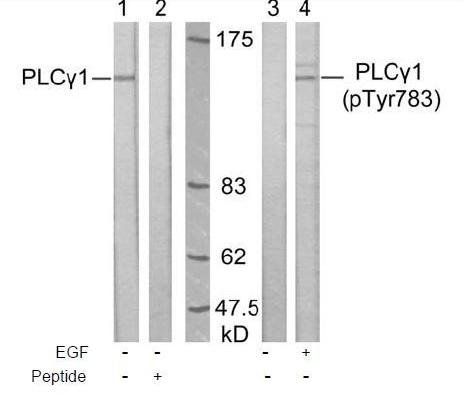 PLCγ1 (Phospho-Tyr783) Antibody