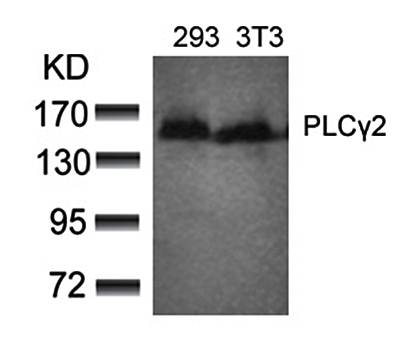 PLCγ2 (Ab-753) Antibody