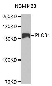 PLCB1 antibody