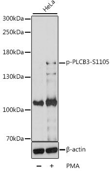 PLCB3 (Phospho-S1105) antibody
