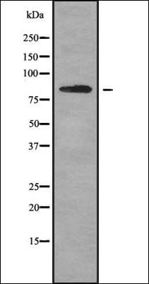 PLCD1 antibody